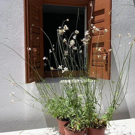 Διαμέρισμα Dominique & Carlos Place Mykonos Town